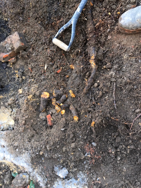 Knotweed roots dug out of the ground, next to a shovel