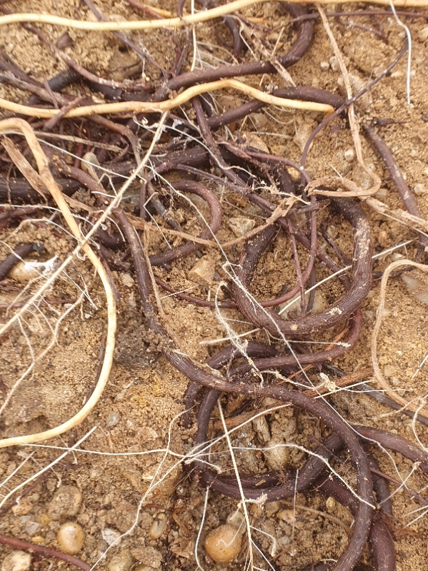 Spaghetti knotweed