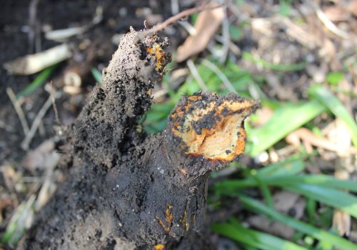 Image of a knotweed root