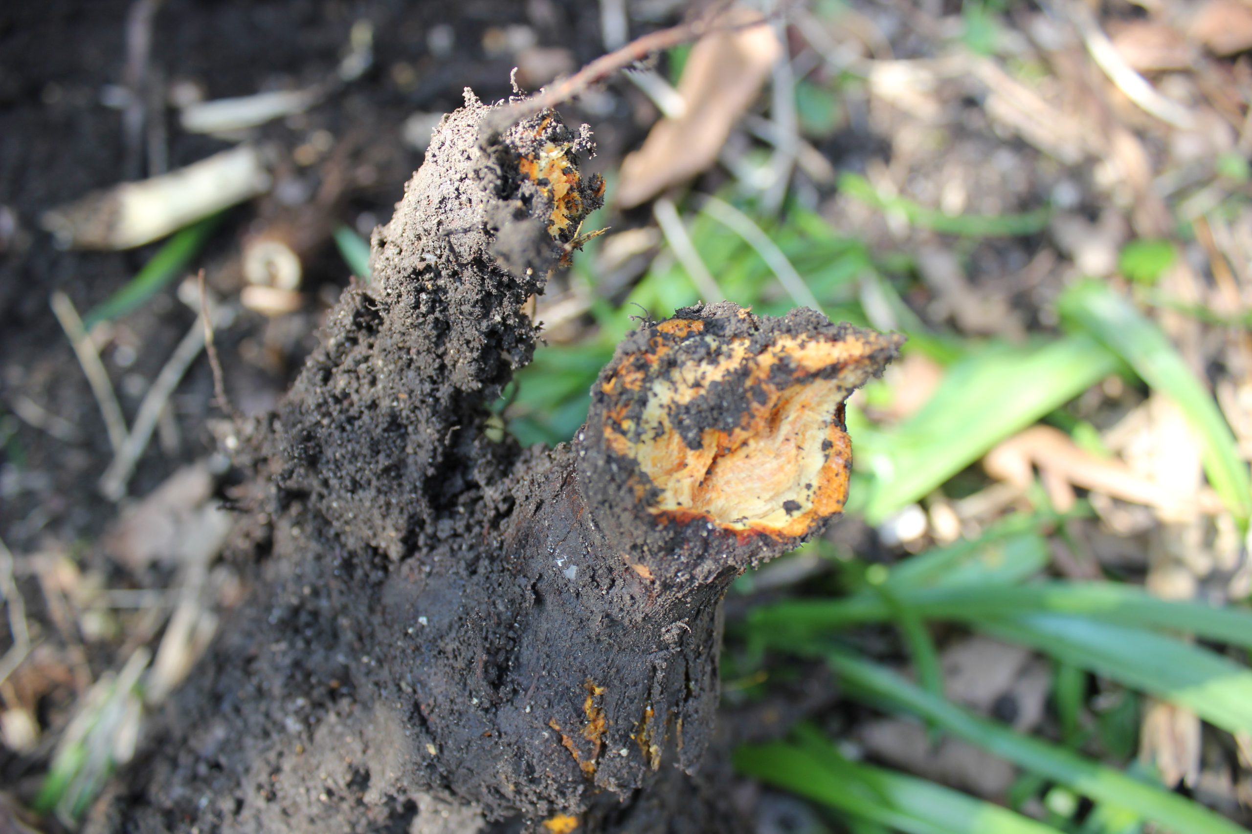 How to identify knotweed rhizomes