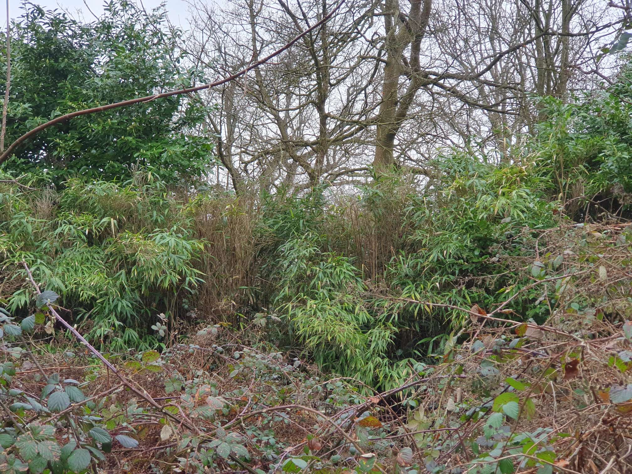 Overgrown area of invasive bamboo