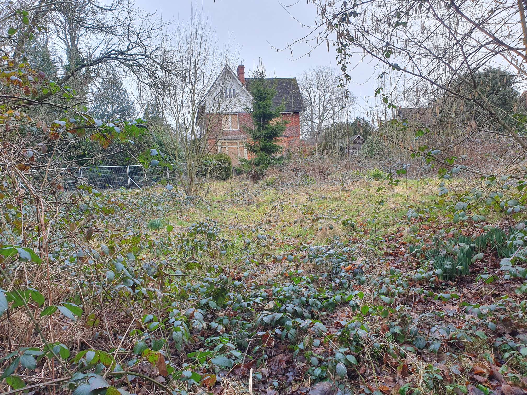 The site of a knotweed infestation with derelict house in the background