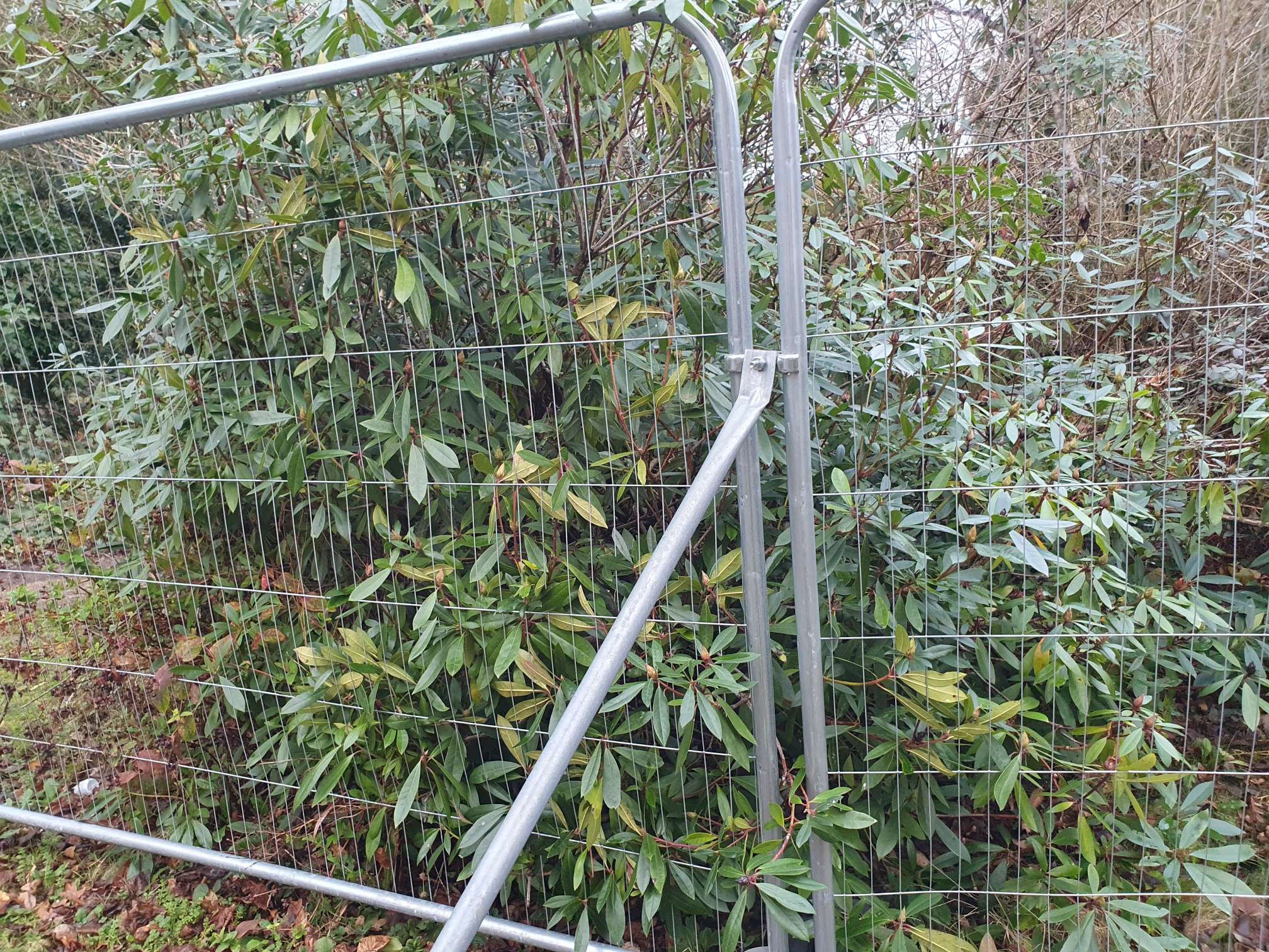 Rhododendron growing behind a metal fence