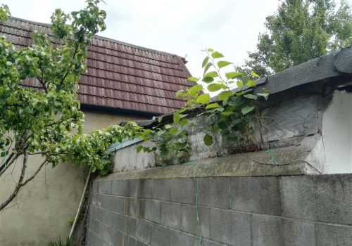 knotweed growing through garden wall
