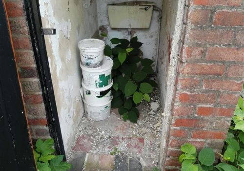 knotweed growing in outhouse