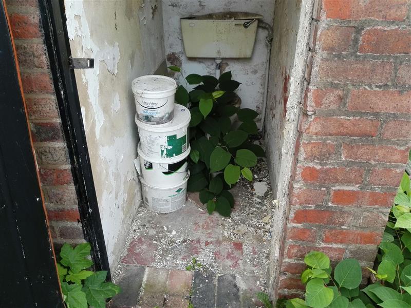 knotweed growing in outhouse