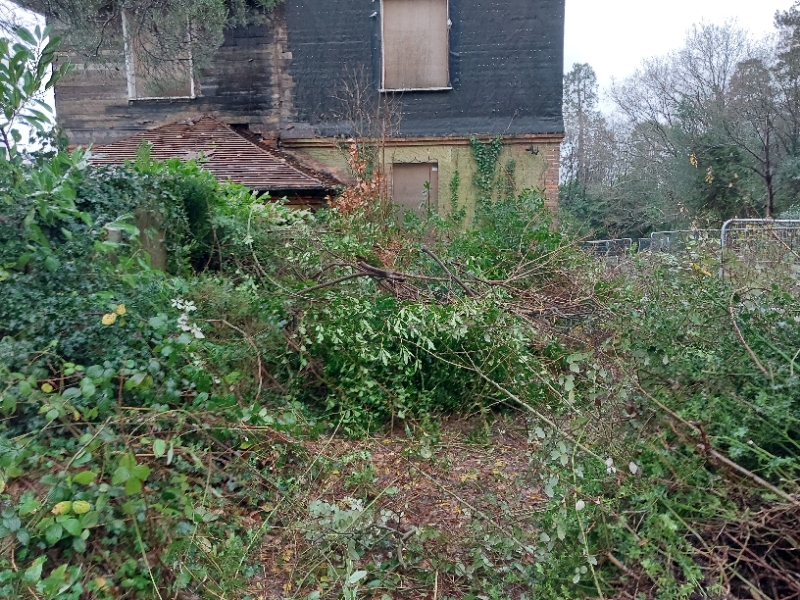 A derelict house with vegetation shrubs surrounding