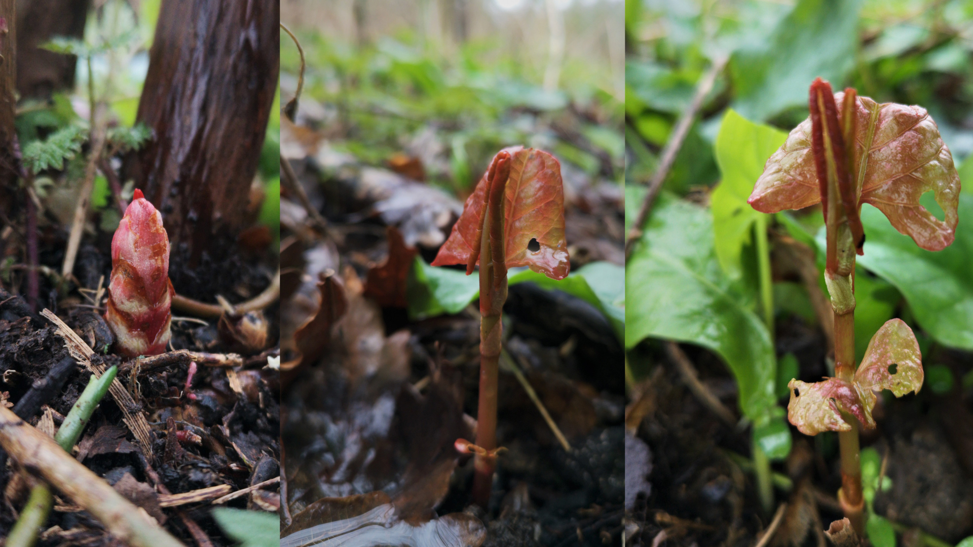 Early signs of Japanese knotweed