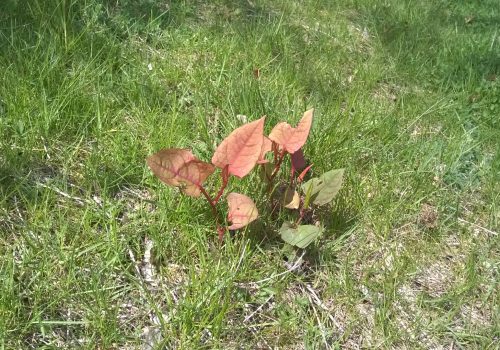 Small Knotweed on Grass