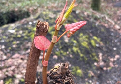 Early knotweed with leaves beginning to sprout