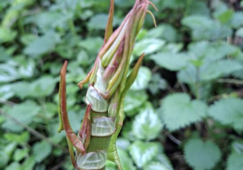 Japanese knotweed close up of young shoot emerging in woodland setting